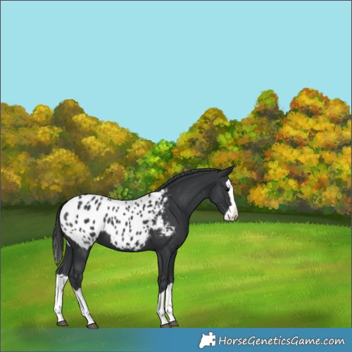 Horse Color:Black Splash Appaloosa 