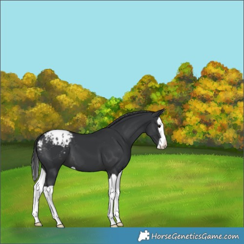 Horse Color:Black Splash Appaloosa 