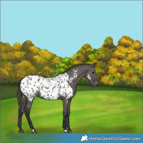 Horse Color:Grullo Appaloosa