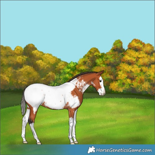Horse Color:Bay Splash Appaloosa