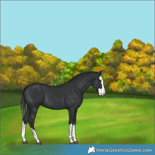 Horse Color:Black Splash 