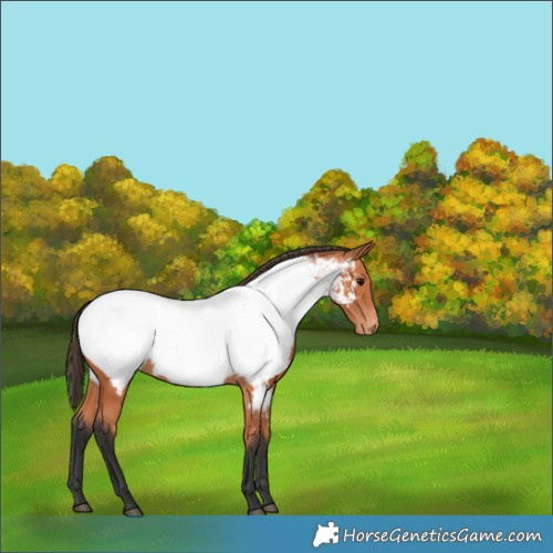 Horse Color:Bay Appaloosa 