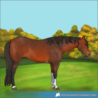 Horse Color:Bay Tobiano 