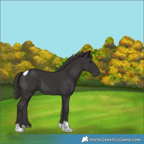 Horse Color:Smoky Black Tobiano 