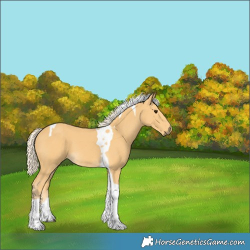 Horse Color:Palomino Tobiano 