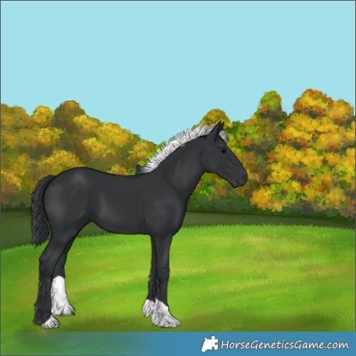 Horse Color:Black Tobiano