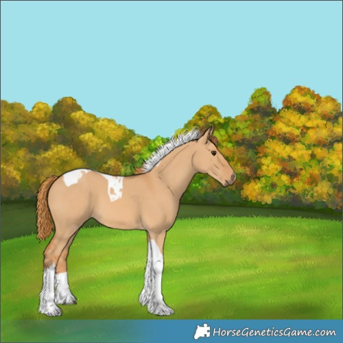 Horse Color:Red Dun Tobiano 
