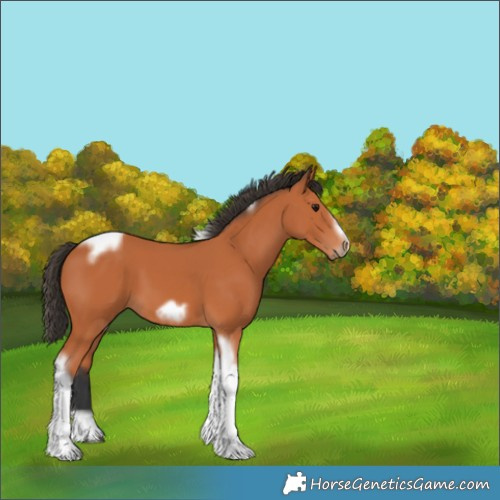 Horse Color:Bay Tobiano Frame