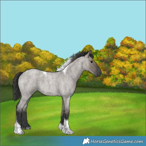 Horse Color:Grullo Roan Tobiano
