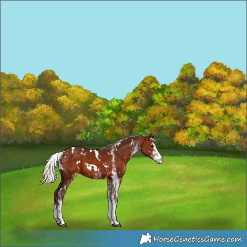 Horse Color:White Spotted Silver Bay 