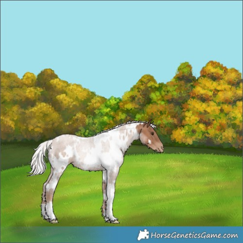 Horse Color:White Spotted Silver Black Pearl 