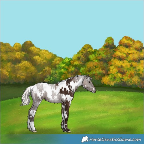 Horse Color:White Spotted Silver Black Ice 