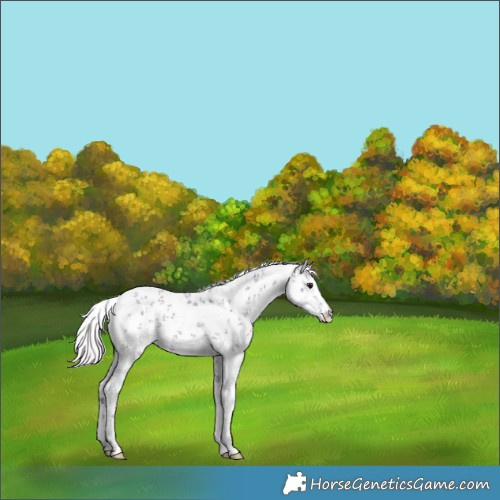 Horse Color:Watercolor White Spotted Silver Black Sabino 