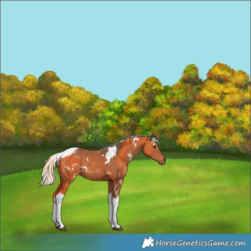 Horse Color:White Spotted Silver Bay Tobiano 