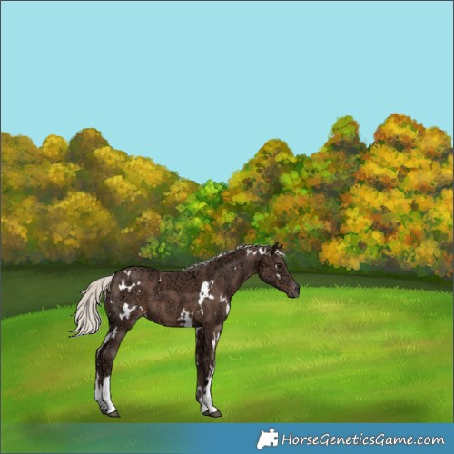 Horse Color:White Spotted Silver Black Ice 