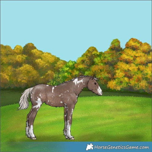 Horse Color:White Spotted Silver Black 