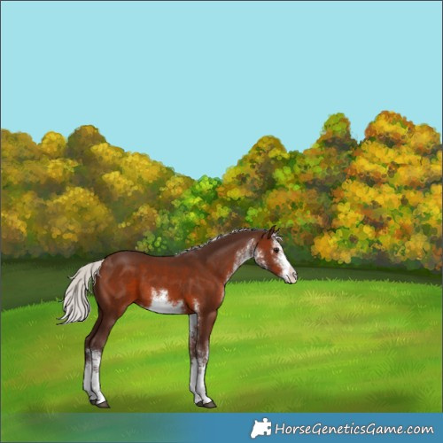 Horse Color:White Spotted Silver Brown 