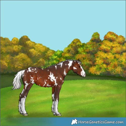 Horse Color:White Spotted Silver Brown 