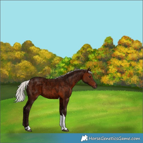 Horse Color:White Spotted Silver Brown Ice Tobiano 