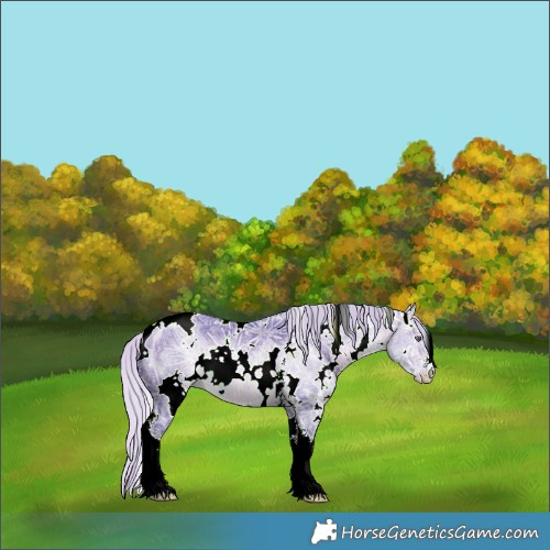 Horse Color:Watercolor White Spotted Silver Brown Chinchilla Ice Sabino 