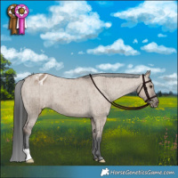 Horse Color:Liver Red Dun Appaloosa Brindle