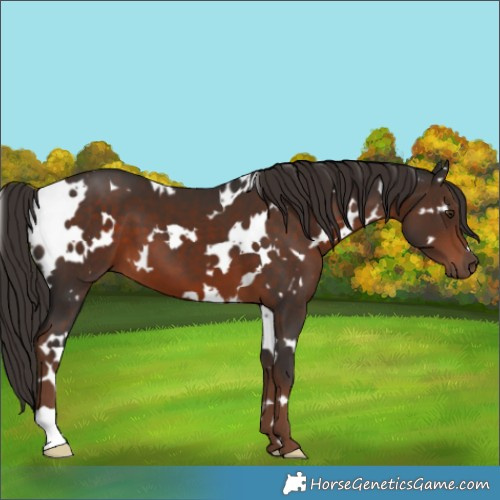 Horse Color:White Spotted Liver Chestnut 