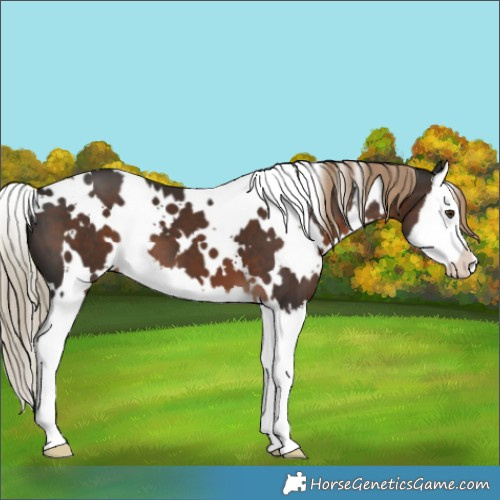 Horse Color:White Spotted Liver Chestnut Splash 