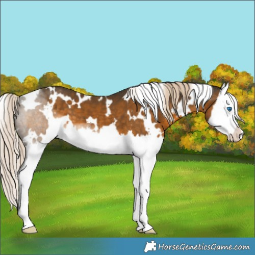 Horse Color:White Spotted Chocolate Palomino Splash 