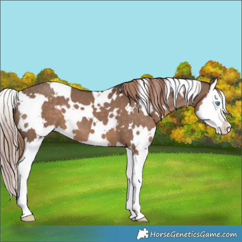 Horse Color:White Spotted Liver Red Dun Splash 