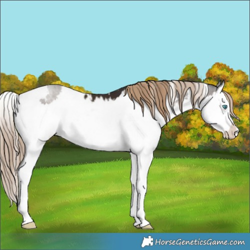 Horse Color:White Spotted Liver Chestnut Splash 