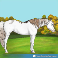 Horse Color:White Spotted Liver Chestnut Splash