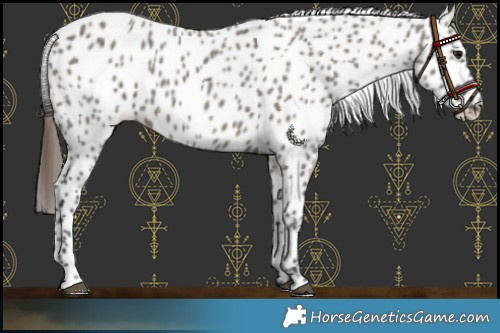 Horse Color:Grullo Leopard 