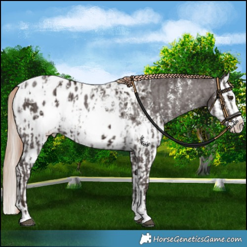 Horse Color:Liver Chestnut Sabino Splash Appaloosa  and Liver Chestnut Sabino Splash Appaloosa 