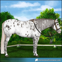 Horse Color:Liver Chestnut Sabino Splash Blanket  and Liver Chestnut Sabino Splash Blanket 