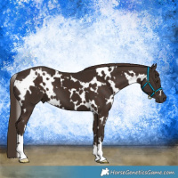 Horse Color:White Spotted Liver Chestnut 