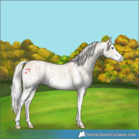 Horse Color:Cremello Sabino and Cremello Sabino