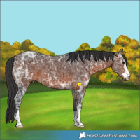 Horse Color:Brown Ice 
