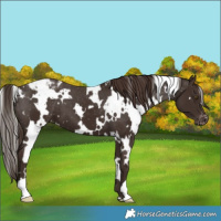 Horse Color:White Spotted Liver Chestnut Varnish 
