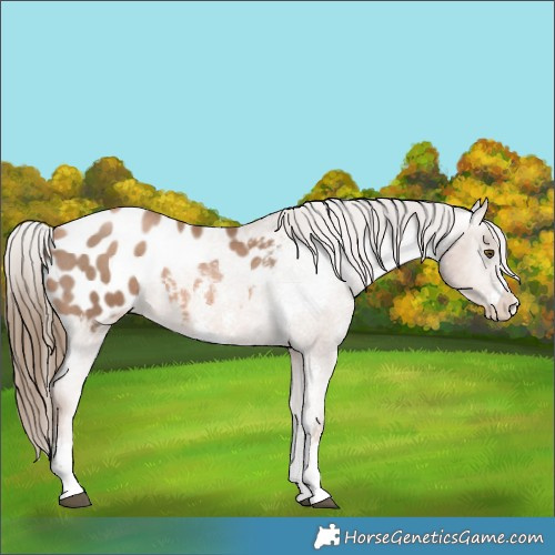Horse Color:Liver Chestnut Pearl Sabino Blanket Rabicano 