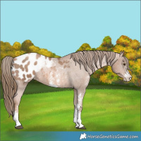 Horse Color:Liver Chestnut Pearl Sabino Appaloosa Rabicano 
