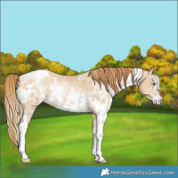 Horse Color:White Spotted Smoky Black Pearl Sabino 