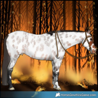 Horse Color:Bay Roan Near Leopard 