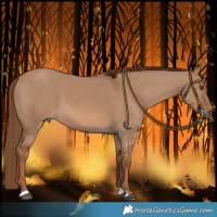 Horse Color:Red Dun 