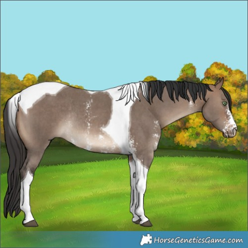 Horse Color:Brown Dun Sabino Tobiano Rabicano 