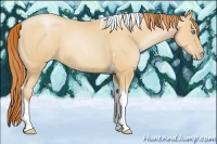 Horse Color:Amber Champagne Pearl Tobiano 