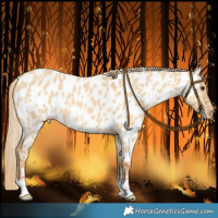 Horse Color:Red Dun Near Leopard 