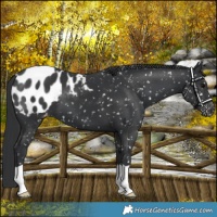 Horse Color:Black Blanket