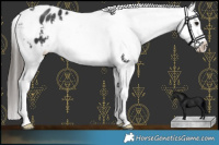 Horse Color:Black Blanket 