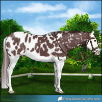 Horse Color:Chocolate Black Splash Appaloosa 