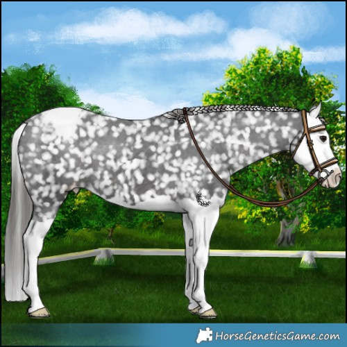 Horse Color:Black Splash Appaloosa 